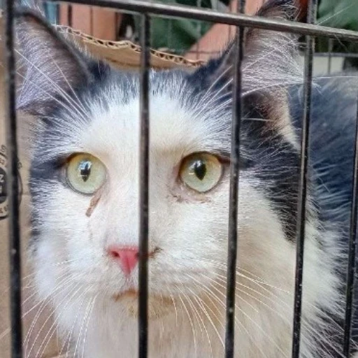 Rescatan gato bajo los escombros en Caraballeda a 49 días de los sismos